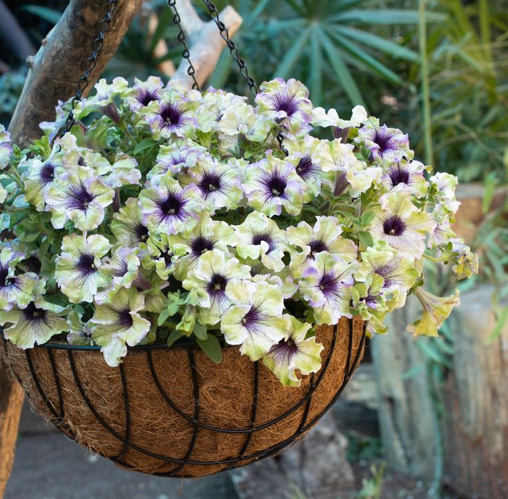 🌸Semillas de petunia