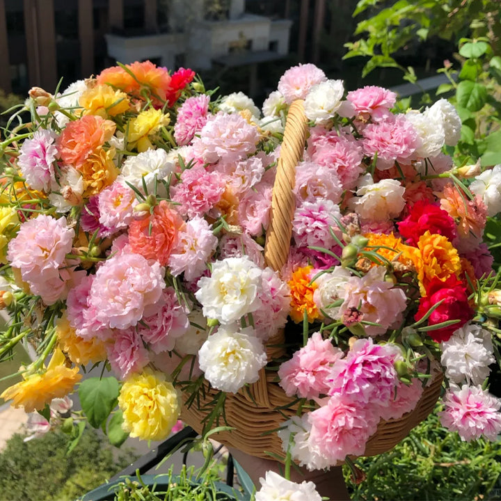 💙 Semillas de flores de portulaca multicolor