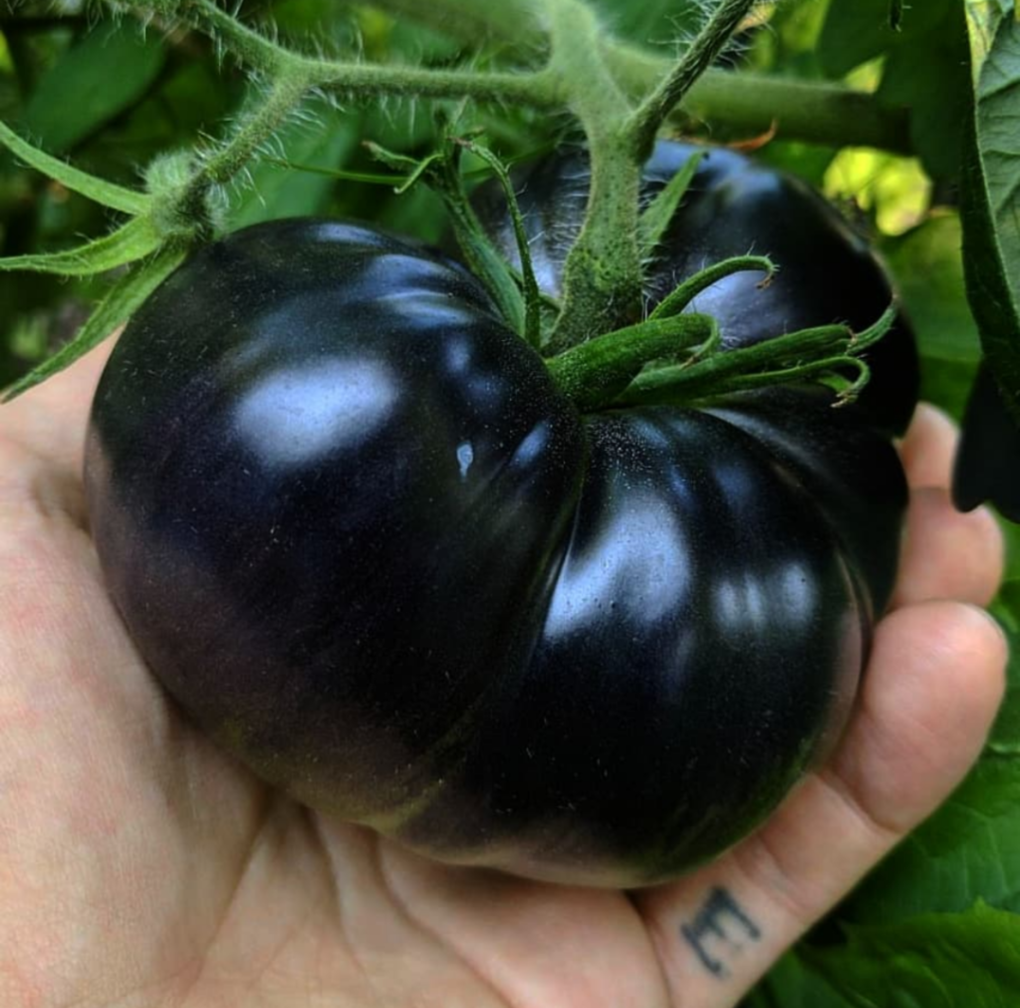 Tomate Giant Black Beauty
