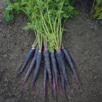 Carrot Deep Purple F1