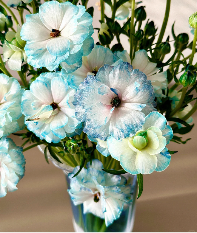 Flor de peonía con mariposa azul claro