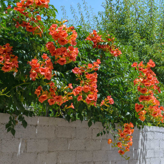 🧡Campsis Radicans - La Primera Opción Para Plantas Trepadoras