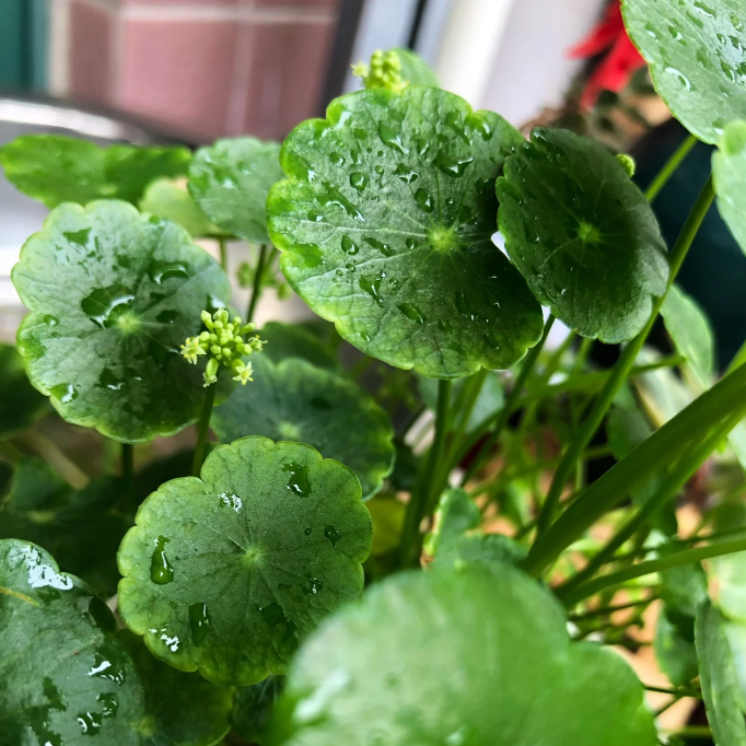 Semillas de Hydrocotyle Vulgaris