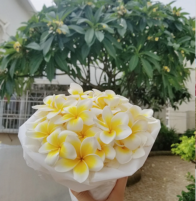 💛 ¡Semillas de Plumeria en oferta por tiempo limitado! Crea tu jardín de verano