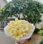 💛 ¡Semillas de Plumeria en oferta por tiempo limitado! Crea tu jardín de verano