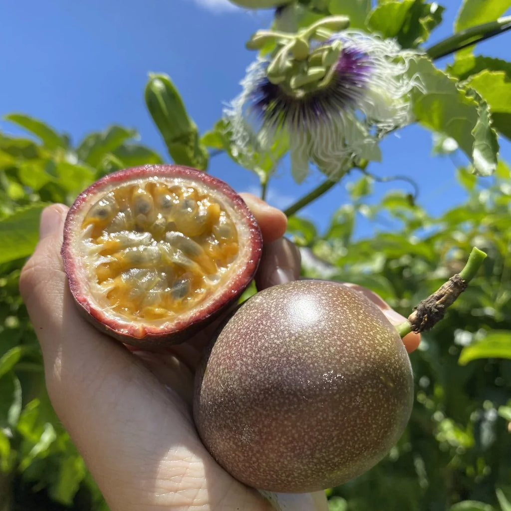 Semillas de maracuyá