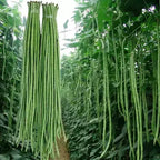 Long cowpea: A high-yielding vegetable in a short time
