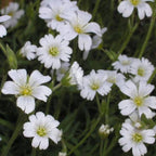 NIEVE DE VERANO (Hierba de Gallina) Semillas de Flores Cerastium Biebersteinii