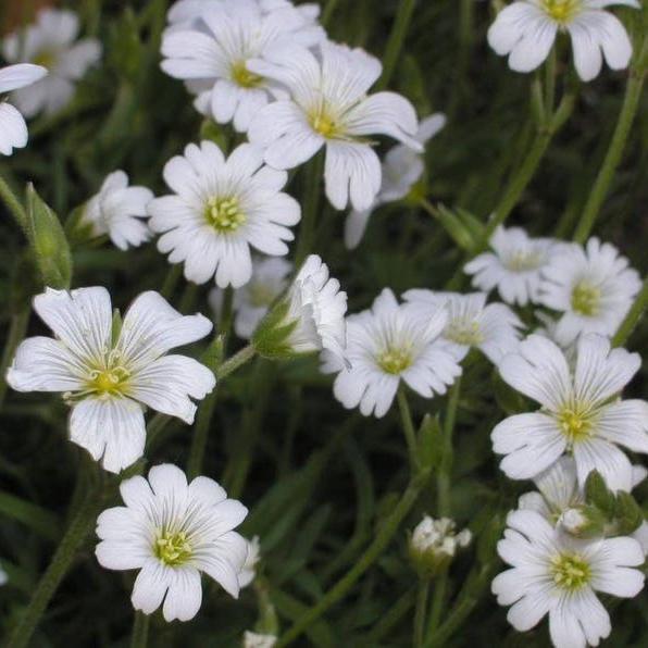 NIEVE DE VERANO (Hierba de Gallina) Semillas de Flores Cerastium Biebersteinii
