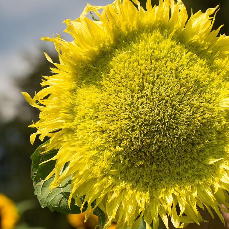 Girasol, Híbrido Zeus