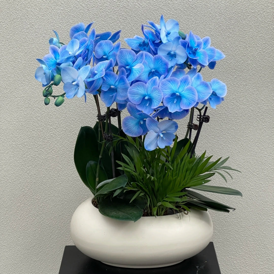 Semillas de Phalaenopsis
