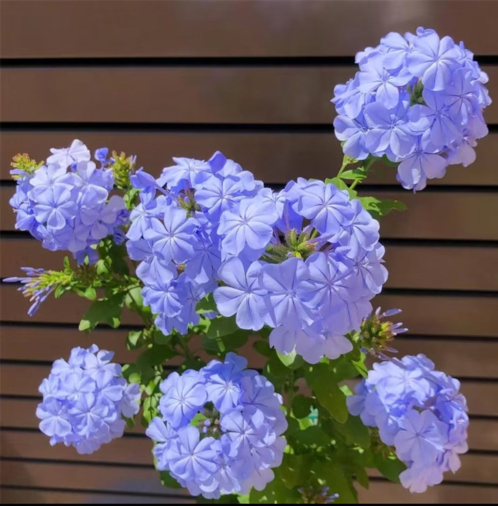 Semillas de copo de nieve azul Flor del cielo