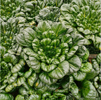 Brassica Narinosa (WuTat Choy) Seeds