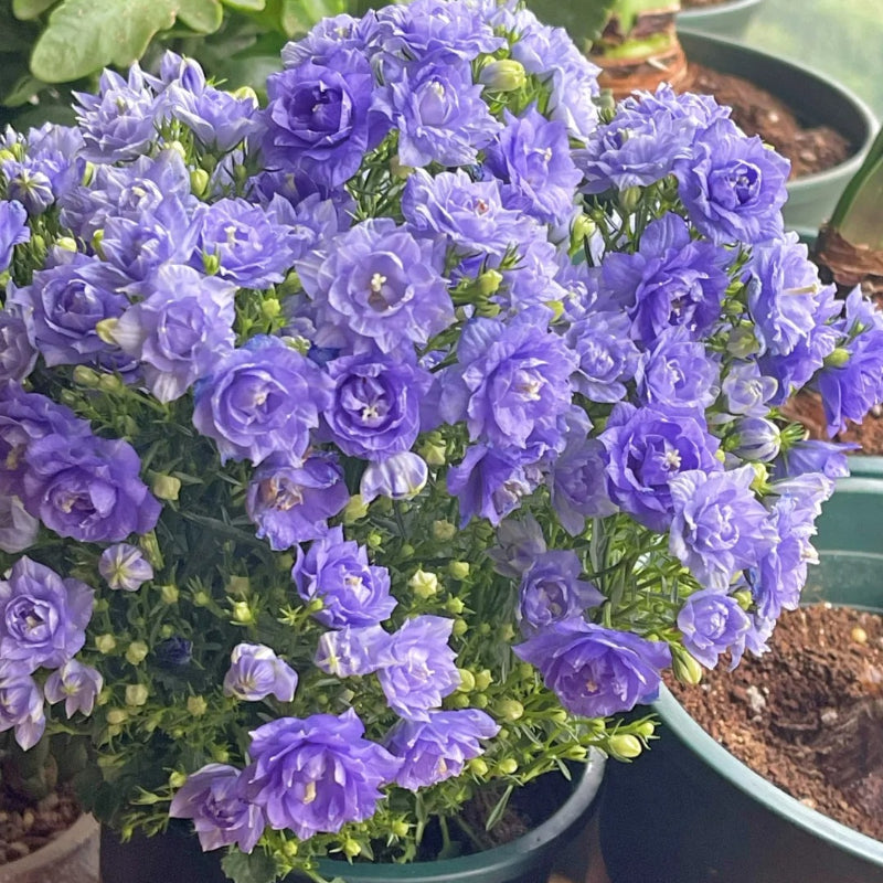 Semillas de Campanilla Doble