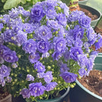 Semillas de Campanilla Doble