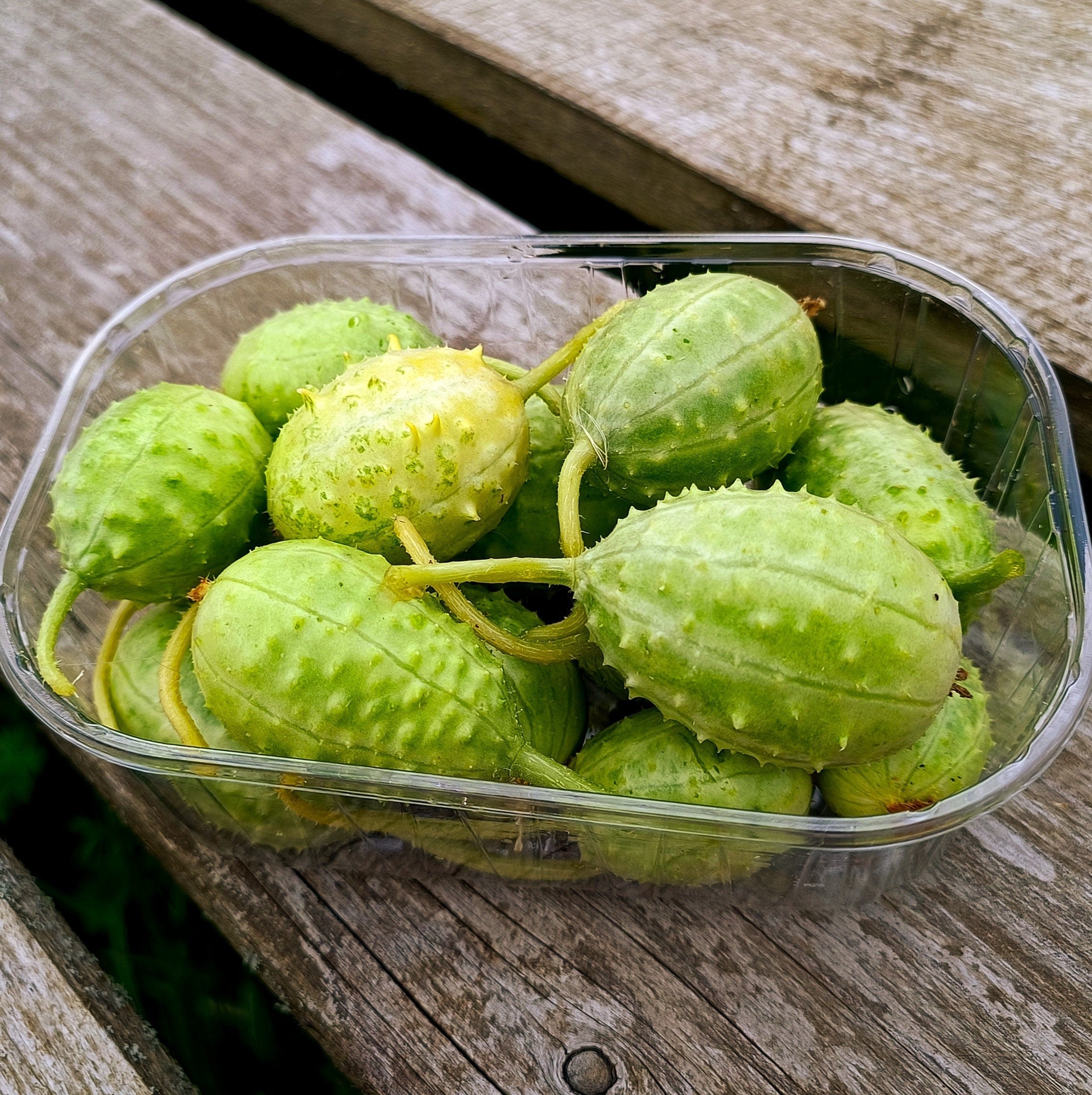 Semillas de pepino (cohombrillo) de las Indias Occidentales