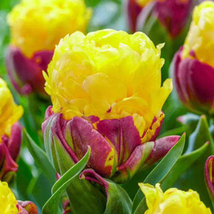Semillas de tulipán de color raro para bonsái #22