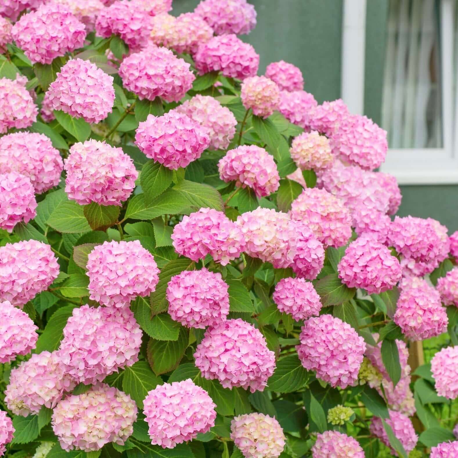 🌸Hortensia: La Belleza Atemporal de Cada Jardín ✨