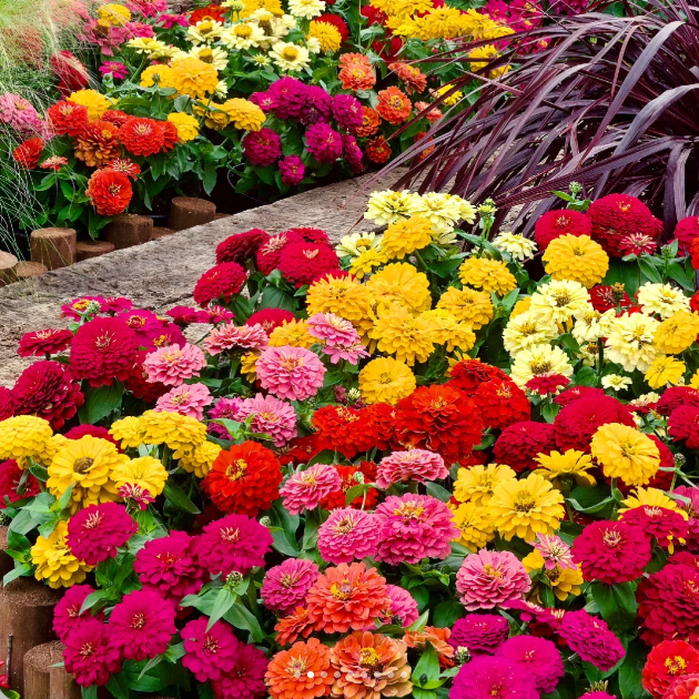 🌺Semillas de Zinnia Doble Enana