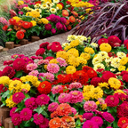 🌺Semillas de Zinnia Doble Enana