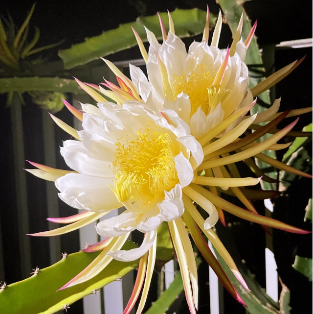 Pitahaya Roja Corazón