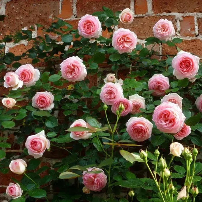 Promoción de primavera 49% DE DESCUENTO - 🌱Semillas de rosal trepador