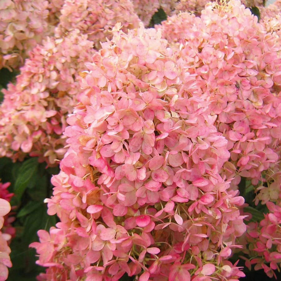 Semillas de flores de hortensia paniculata 💞 Semillas de flores para jardín en casa