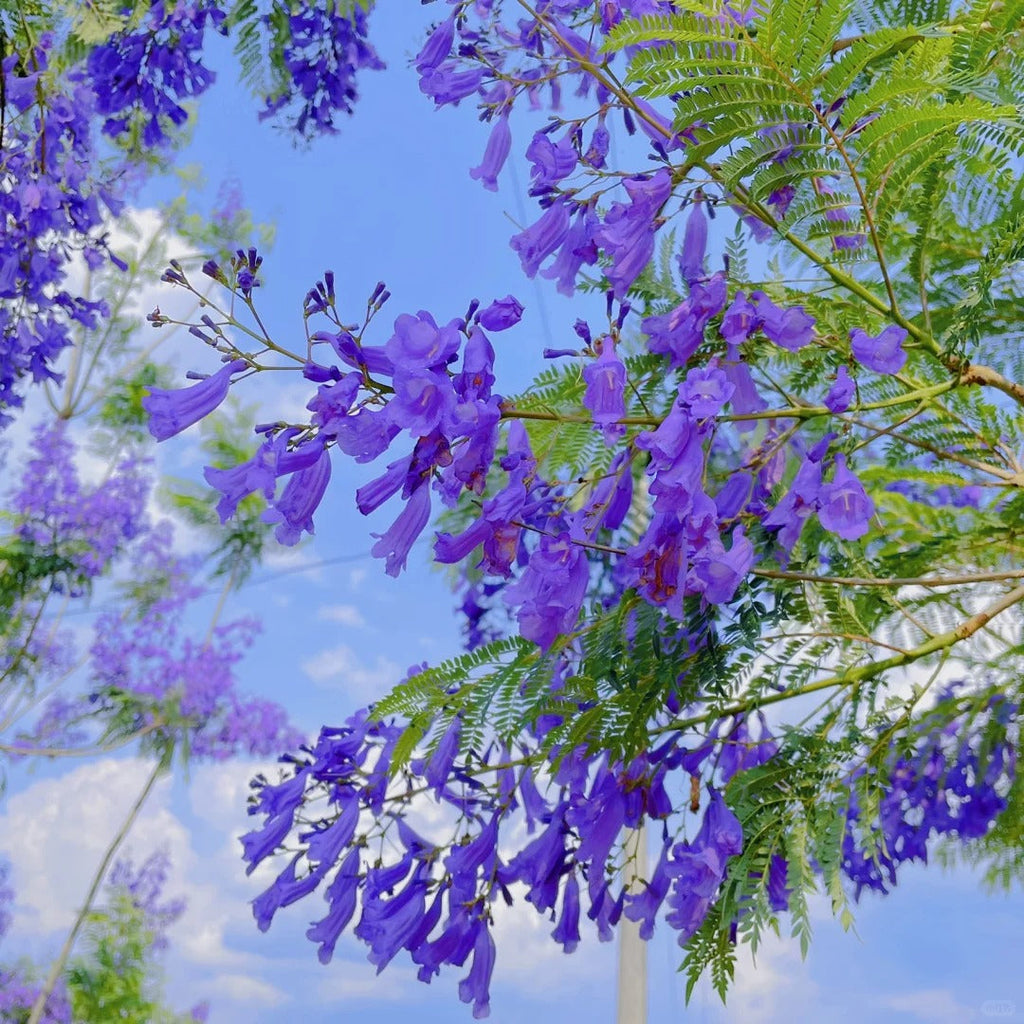 Semillas de jacarandá