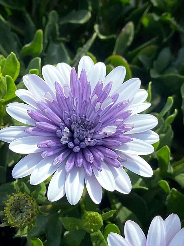 Semillas de caléndula 'Sky Blue Misty Rain'