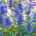 Nepeta de Neptuno