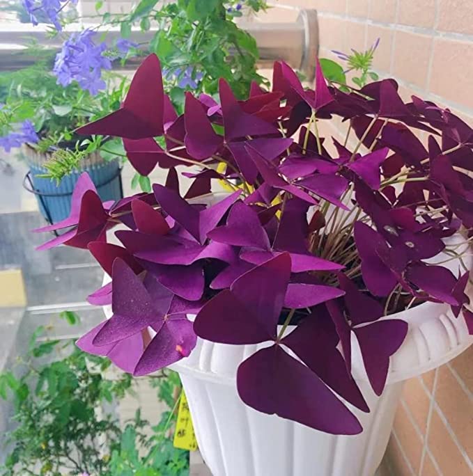 💜Bulbos de trébol de la suerte morado