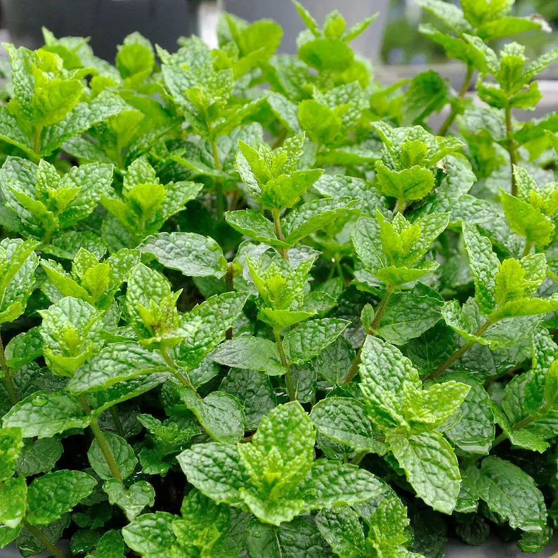 Semillas de Menta en Maceta