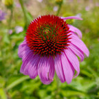 Coneflower Seeds (Echinacea)