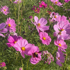 🌺Cosmos - Florecer Significa Felicidad y Suerte