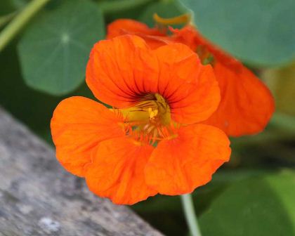 TROPAEOLUM MAJUS NANUM MEZCLA SIMPLE