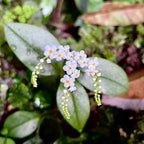 💐Escutelaria Emei