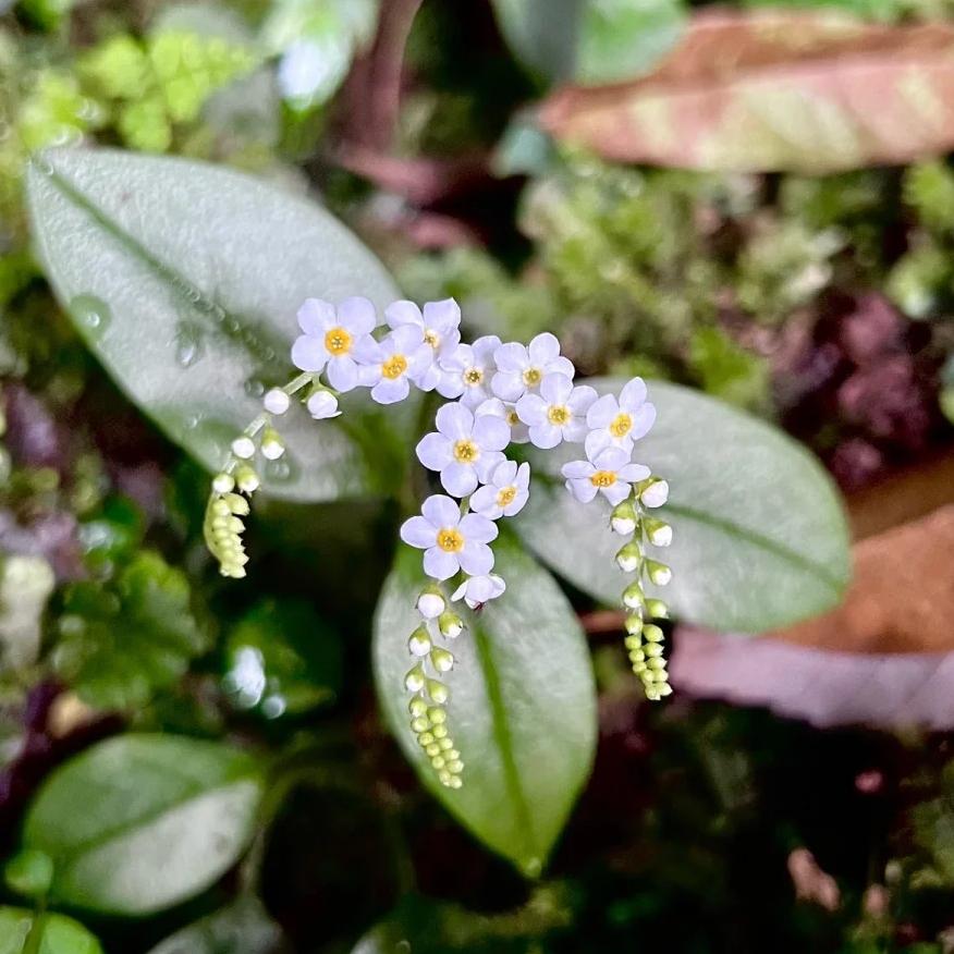 💐Escutelaria Emei