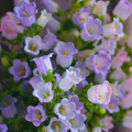 Bellflower Seeds/Canterbury Bells Seeds