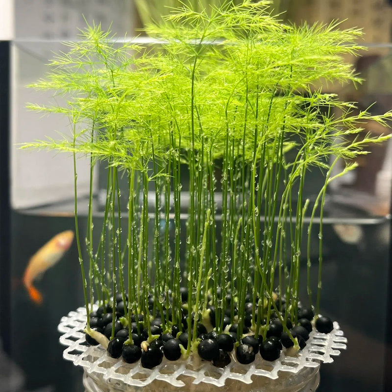 🌿 Semillas de Espárrago Plumoso – ¡Elegante y Exuberante Follaje para Cualquier Espacio! 🌿✨