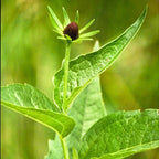 CONOFLOR OCCIDENTAL Rudbeckia Occidentalis Green Wizard también conocido como Semillas de Hierba de Flor Negra de Chocolate Sin Rayos