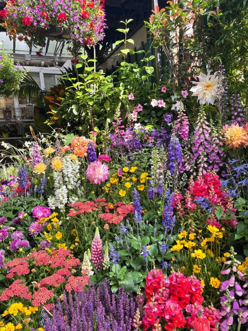 All Perennial Wildflower Seed Mix - Rainbow Garden