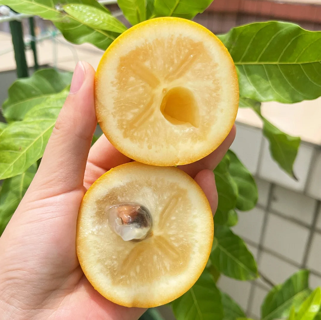 Semillas de Fruta Dorada