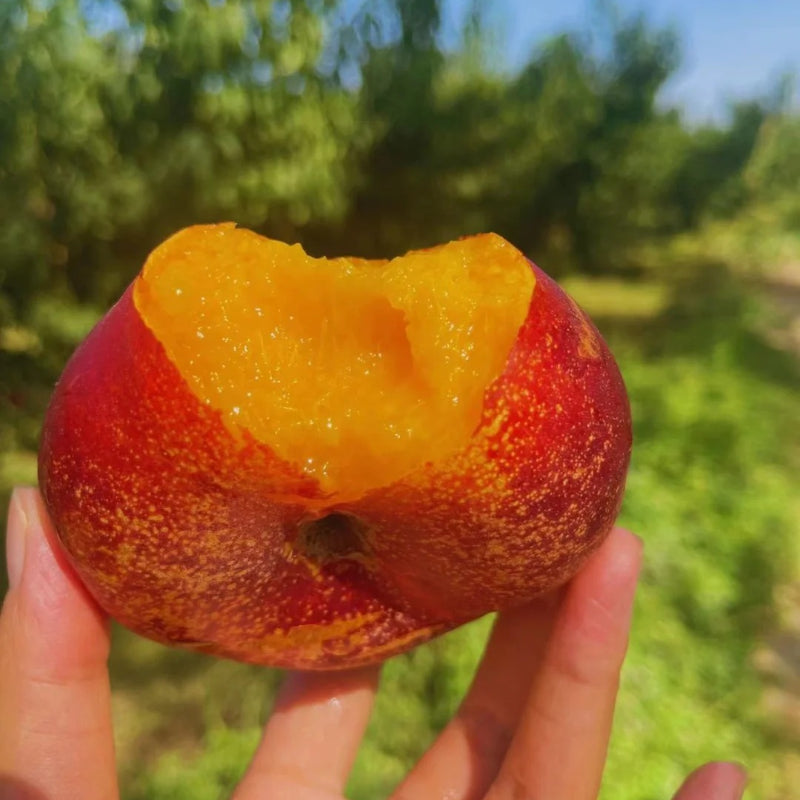 Semillas planas de nectarina
