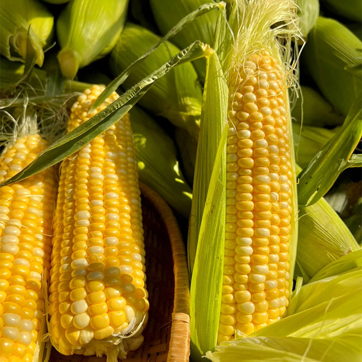 Gem Corn Seeds for Home Vegetable Gardens