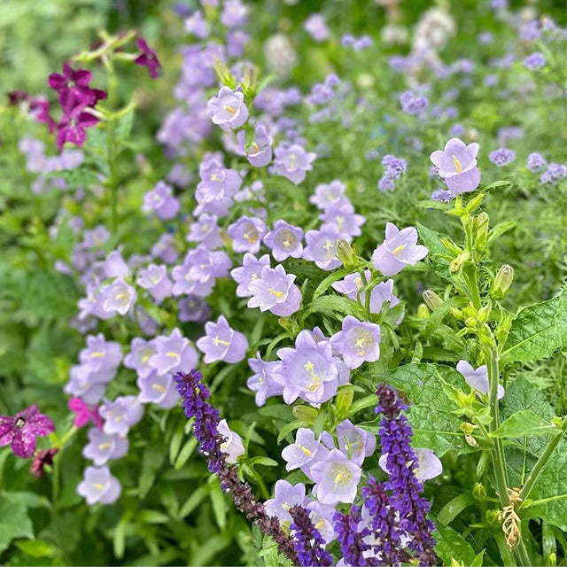 Bellflower Seeds/Canterbury Bells Seeds