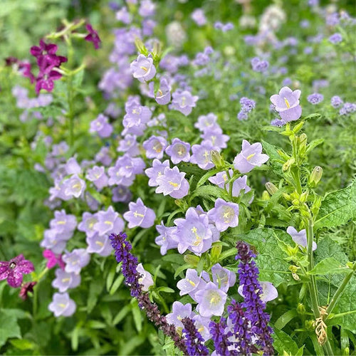 Bellflower Seeds/Canterbury Bells Seeds