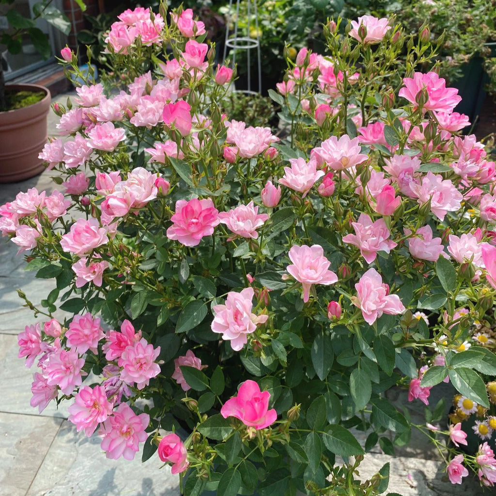 Miniatura Rosa Chinensis-Estrellas Loto Celestial🌺