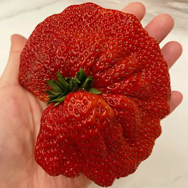 🍓Semillas de fresa súper gigantes