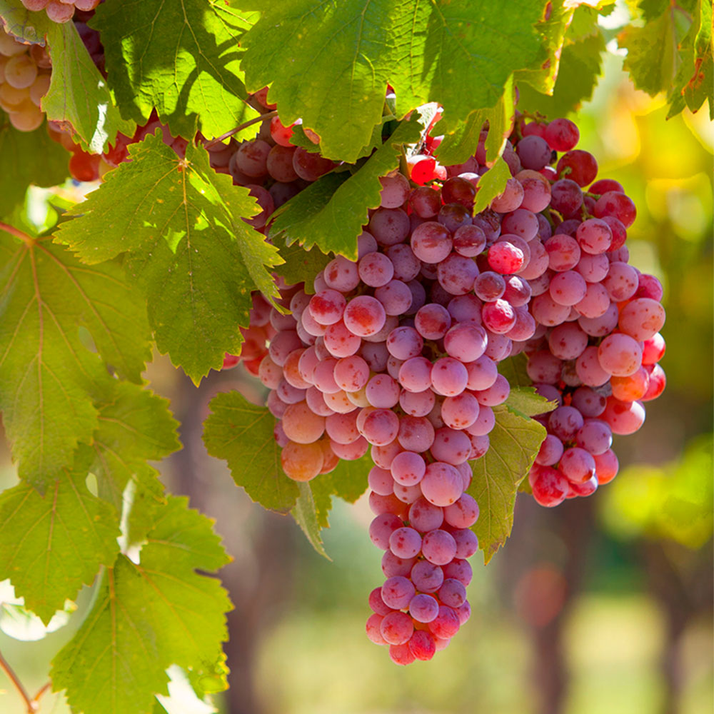 🍇Semillas de Vid en Maceta