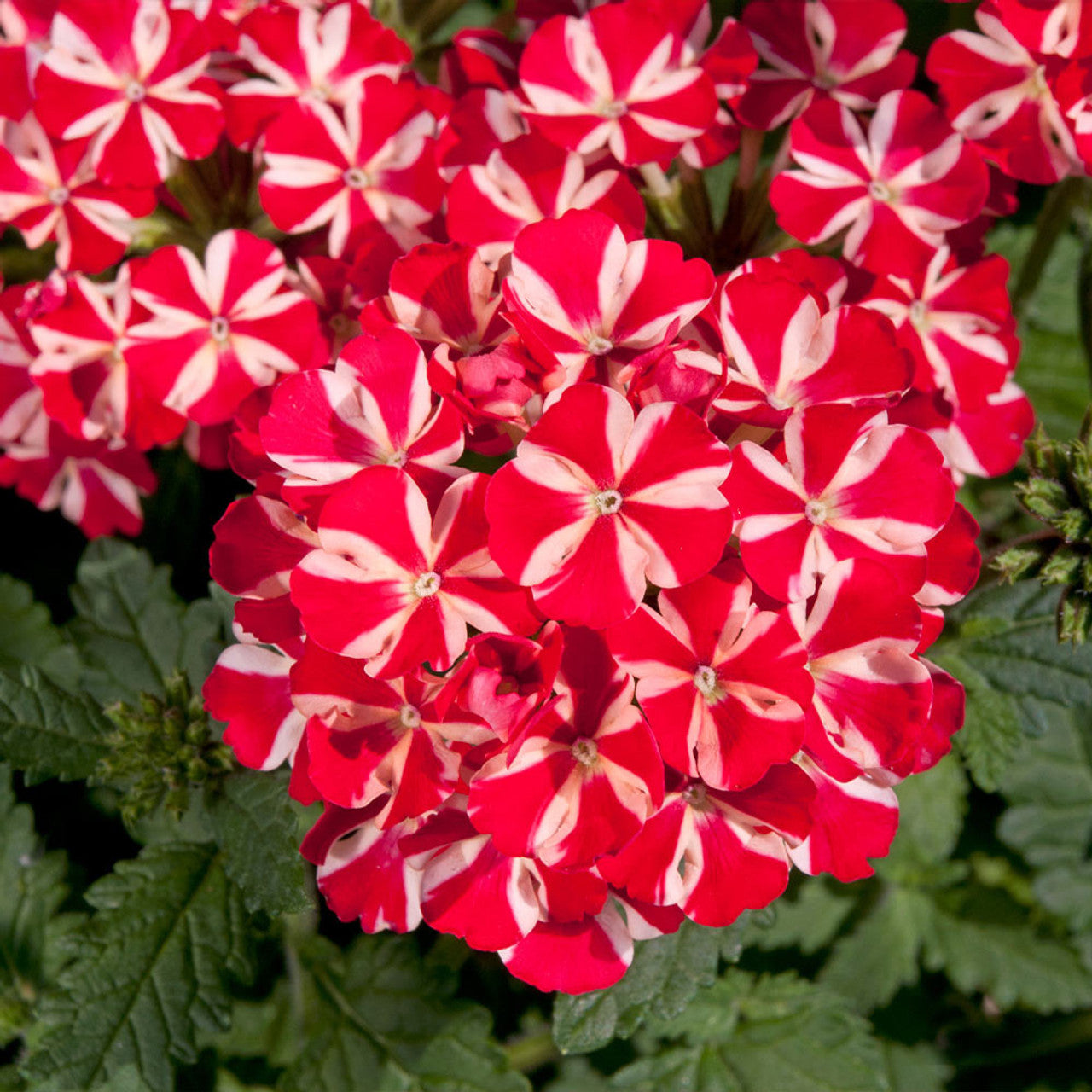 💐Semillas de Verbena de Jardín